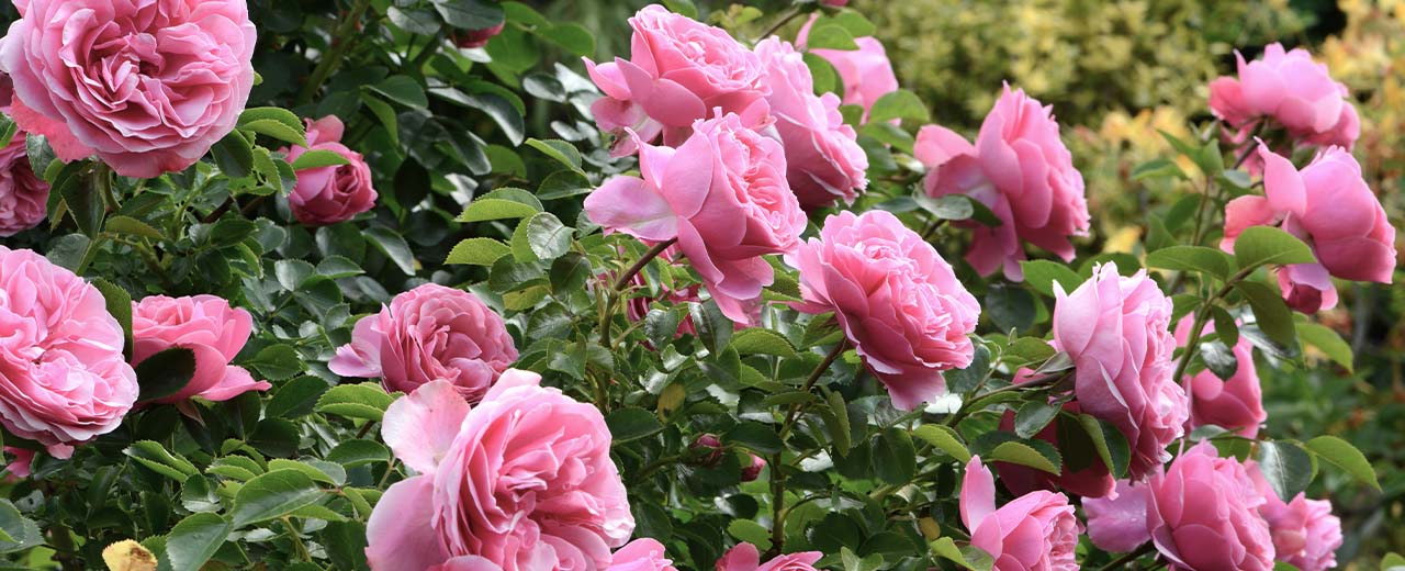 Rosen düngen im Frühjahr mit organischem Bokashi-Dünger