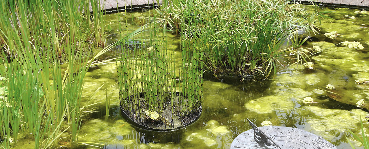 Fadenalgen aus dem Teich entfernen mit Effektiven