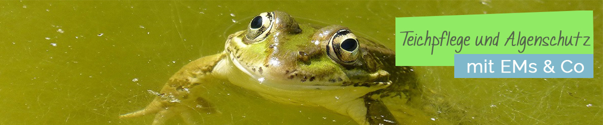 Fadenalgen im Teich ohne Chemie entfernen mit