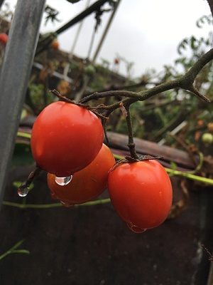 Staunässe oder zuviel Wasser führt zu weniger Geschmack oder wässrigem Geschmack von Tomaten
