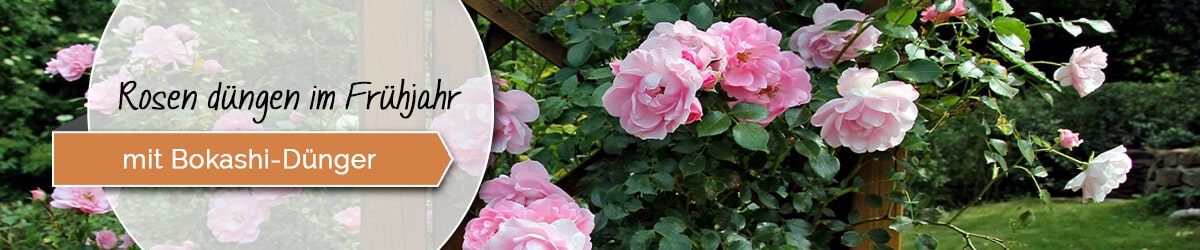 60+ Rosen Dungen, Wir verraten, wann der richtige zeitpunkt für die.