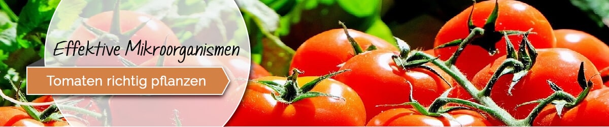 Tomaten richtig anbauen aufziehen