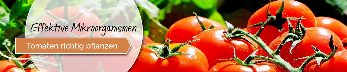 Tomaten Wachsen Zu Schnell Hoch Em Hilfe