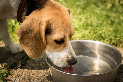 Trinkwasser für Hunde optimieren verbessern mit EM Keramik Pipes