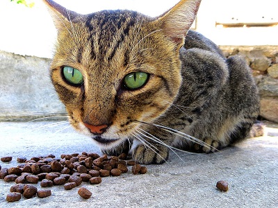 Katzenfutter fehlen wichtige Mikroorganismen und Vitamine
