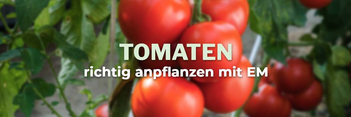   - Tomaten richtig anpflanzen mit EM - so gelingt die perfekte Ernte