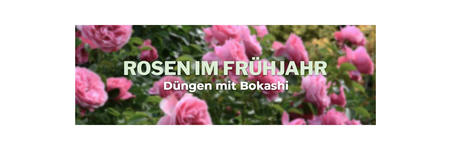Rosen düngen im Frühjahr mit organischem BokashiDünger