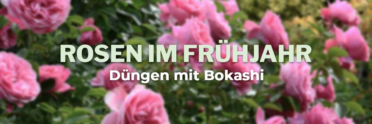   - Rosen düngen im Frühjahr mit organischem Bokashi-Dünger