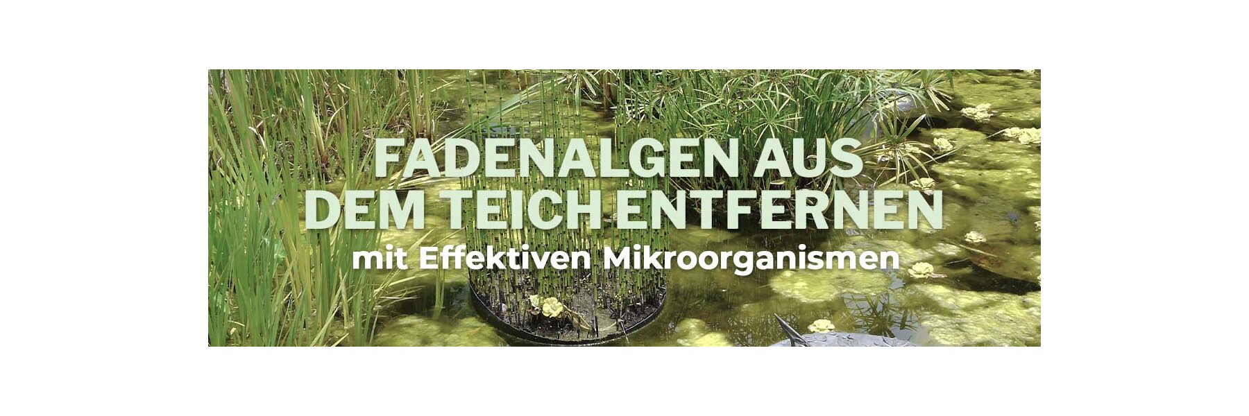 Fadenalgen aus dem Teich entfernen mit Effektiven