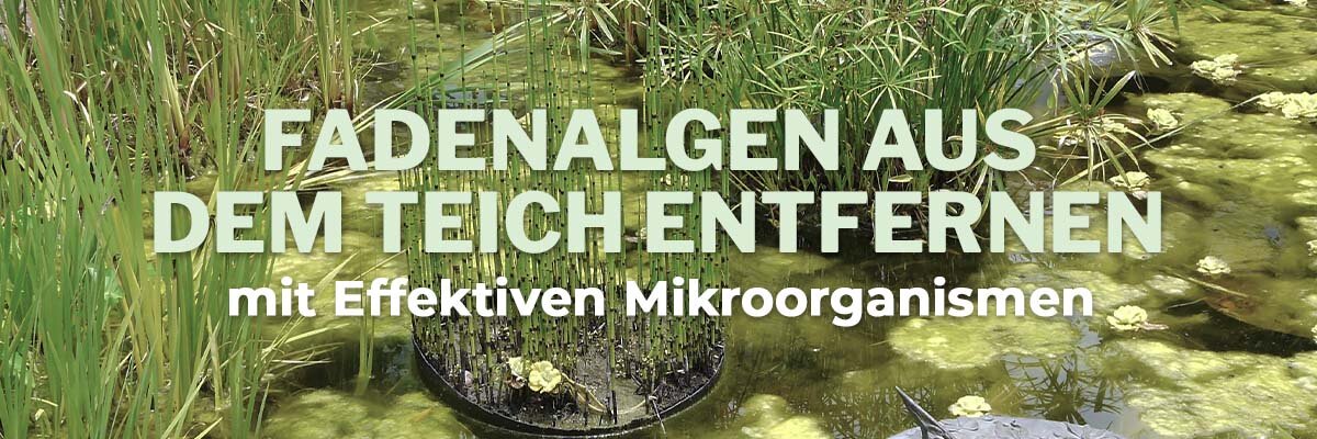 Fadenalgen aus dem Teich entfernen - mit Effektiven Mikroorganismen - Fadenalgen aus dem Teich entfernen - mit Effektiven Mikroorganismen