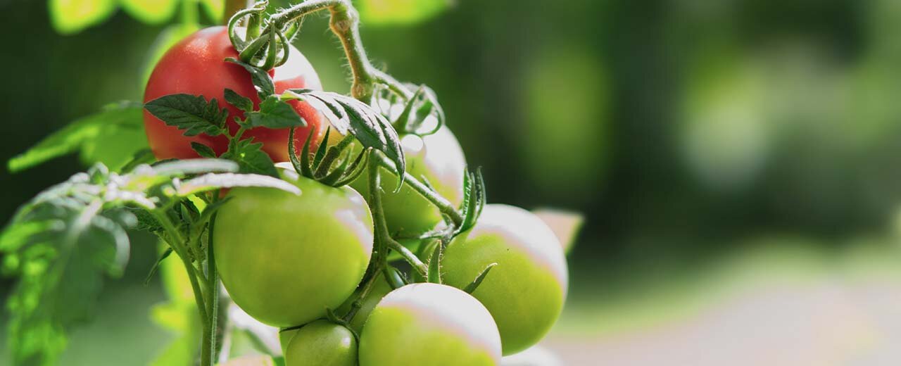 Tomaten werden nicht rot