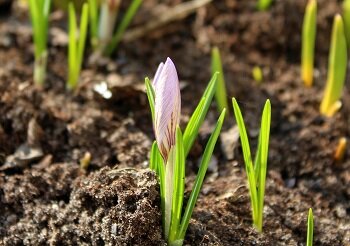 Anzucht von Pflanzen im Frühjahr