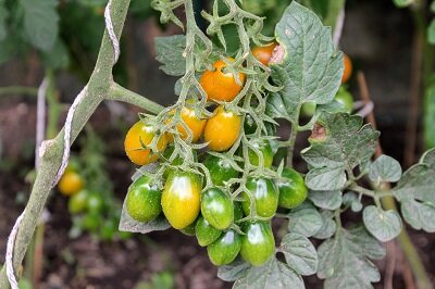 Tipp für bessere Tomaten