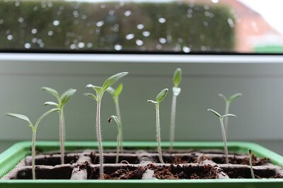 Tomaten wachsen nicht