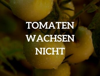 Tomaten wachsen nicht