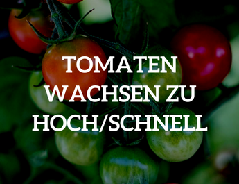 Tomaten wachsen zu hoch/schnell