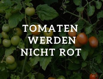 Tomaten werden nicht rot