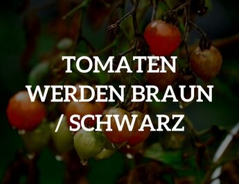 Tomaten werden braun/schwarz