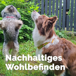EM Keramik-Halsband Modell "Nellie" - verstellbar - grün-apfelsine 55-65 cm